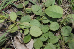 Pleurolobus gangeticus