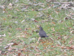 Turdus merula
