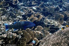 Plectropomus oligacanthus