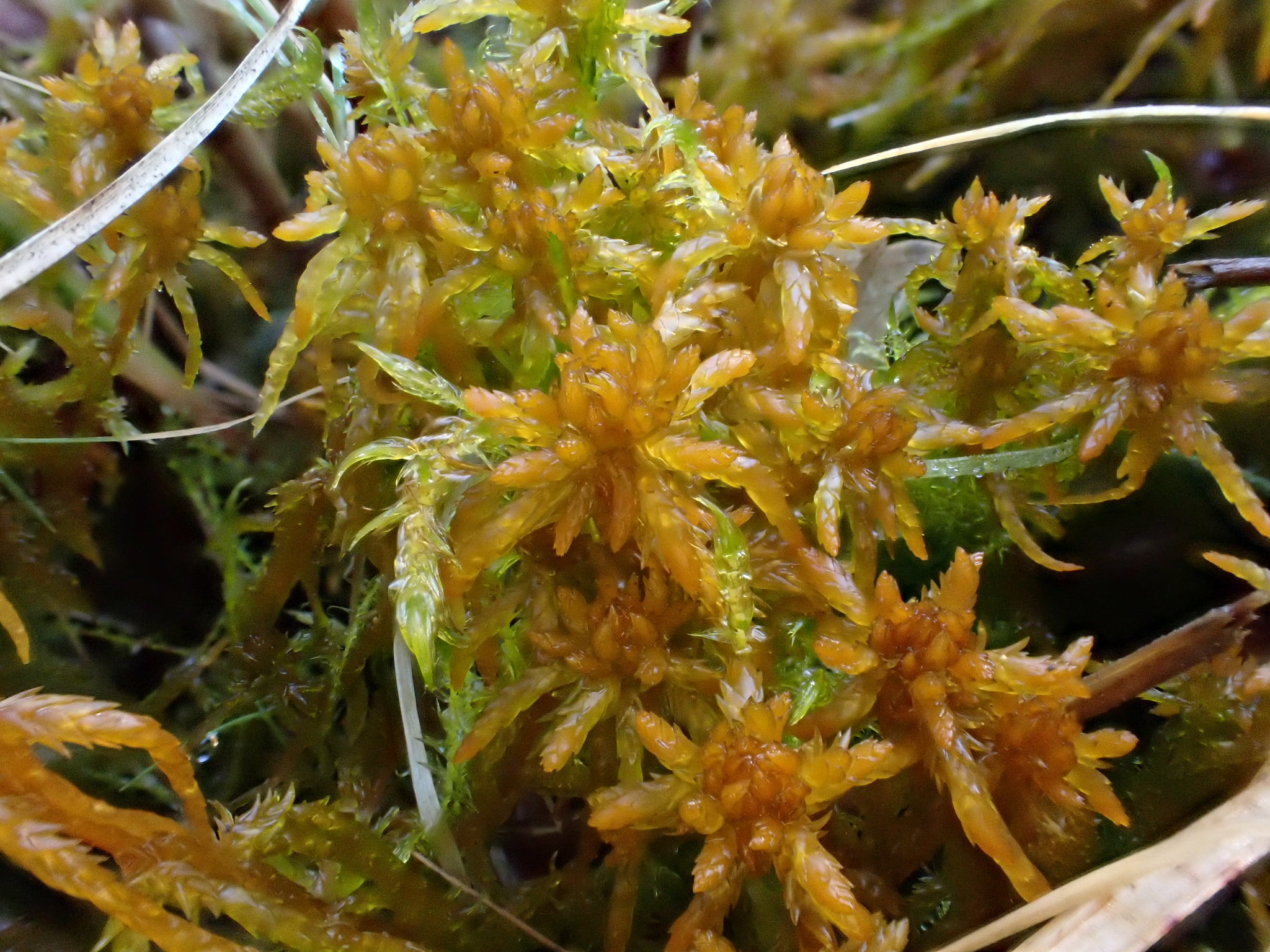 Sphagnum subsecundum