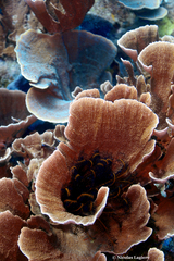 Montipora foliosa