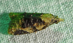 Platynota exasperatana