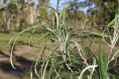 Grevillea striata