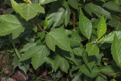 Hibiscus divaricatus