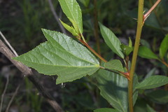 Hibiscus divaricatus