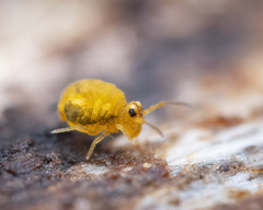 Sminthurinus aureus