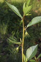 Hibiscus divaricatus