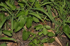 Ipomoea plebeia
