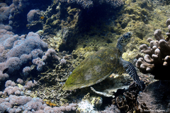 Eretmochelys imbricata