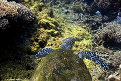 Eretmochelys imbricata
