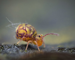 Dicyrtomina ornata