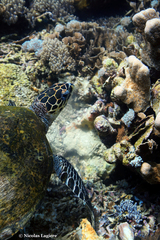 Eretmochelys imbricata