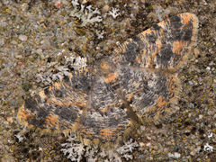 Charissa staudingeri