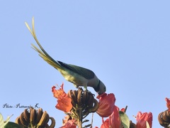 Psittacula columboides