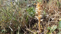 Orobanche amethystea amethystea