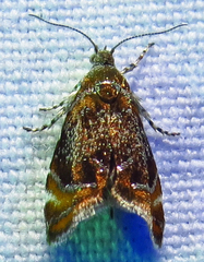 Prochoreutis inflatella