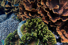 Montipora confusa