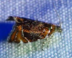 Prochoreutis inflatella