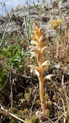 Orobanche amethystea amethystea