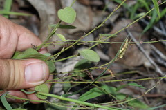 Pleurolobus gangeticus
