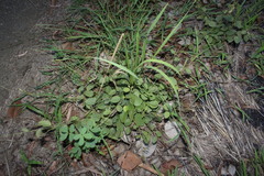 Pleurolobus gangeticus