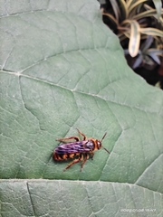 Phalerimeris madurensis