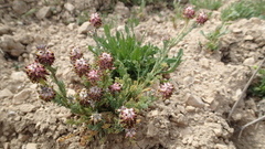 Platycapnos spicata