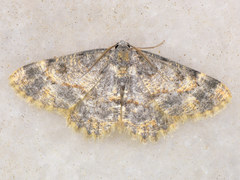 Charissa staudingeri