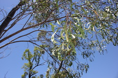 Acacia leptocarpa
