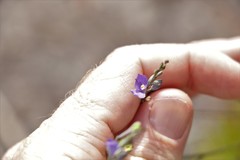Comesperma defoliatum