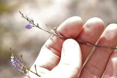 Comesperma defoliatum