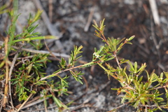 Pseudanthus orientalis