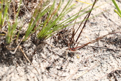 Comesperma defoliatum