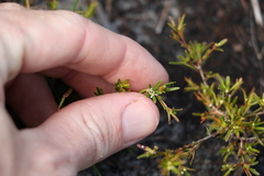 Pseudanthus orientalis