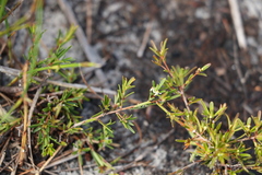 Pseudanthus orientalis