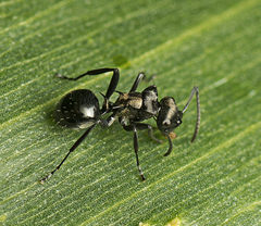 Polyrhachis clio