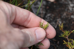 Pseudanthus orientalis