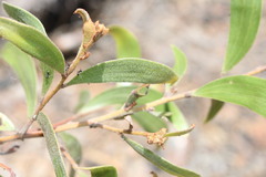 Acacia sparsiflora