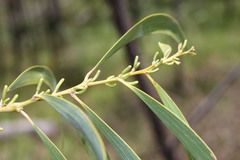 Acacia sparsiflora