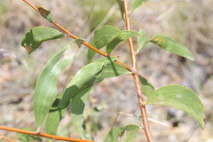 Acacia sparsiflora