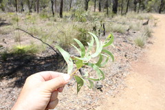 Acacia sparsiflora