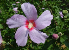 Hibiscus syriacus