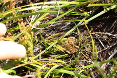 Selaginella uliginosa