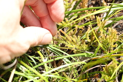 Selaginella uliginosa