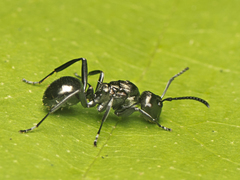 Polyrhachis clio