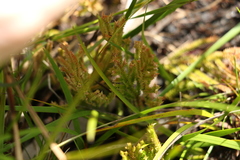 Selaginella uliginosa