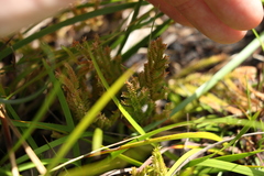 Selaginella uliginosa