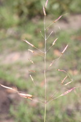Chrysopogon fallax