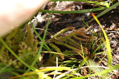 Selaginella uliginosa