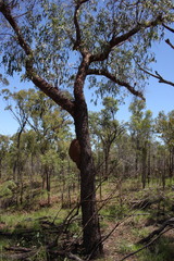 Corymbia erythrophloia